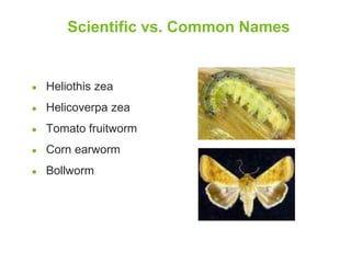 Scientific vs. Common Names 
● Heliothis zea 
● Helicoverpa zea 
● Tomato fruitworm 
● Corn earworm 
● Bollworm 
 