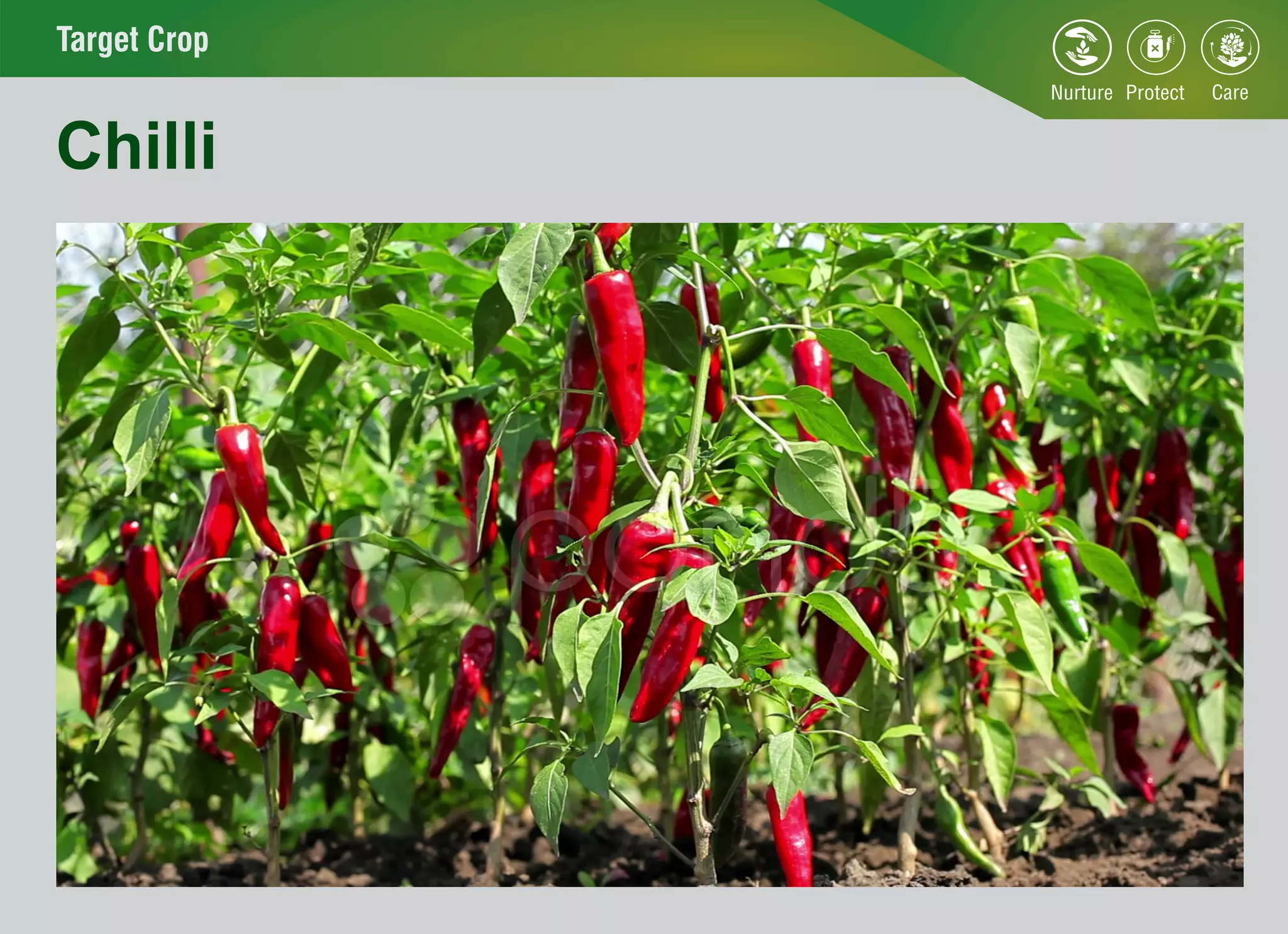 Target Crop
Chilli
 