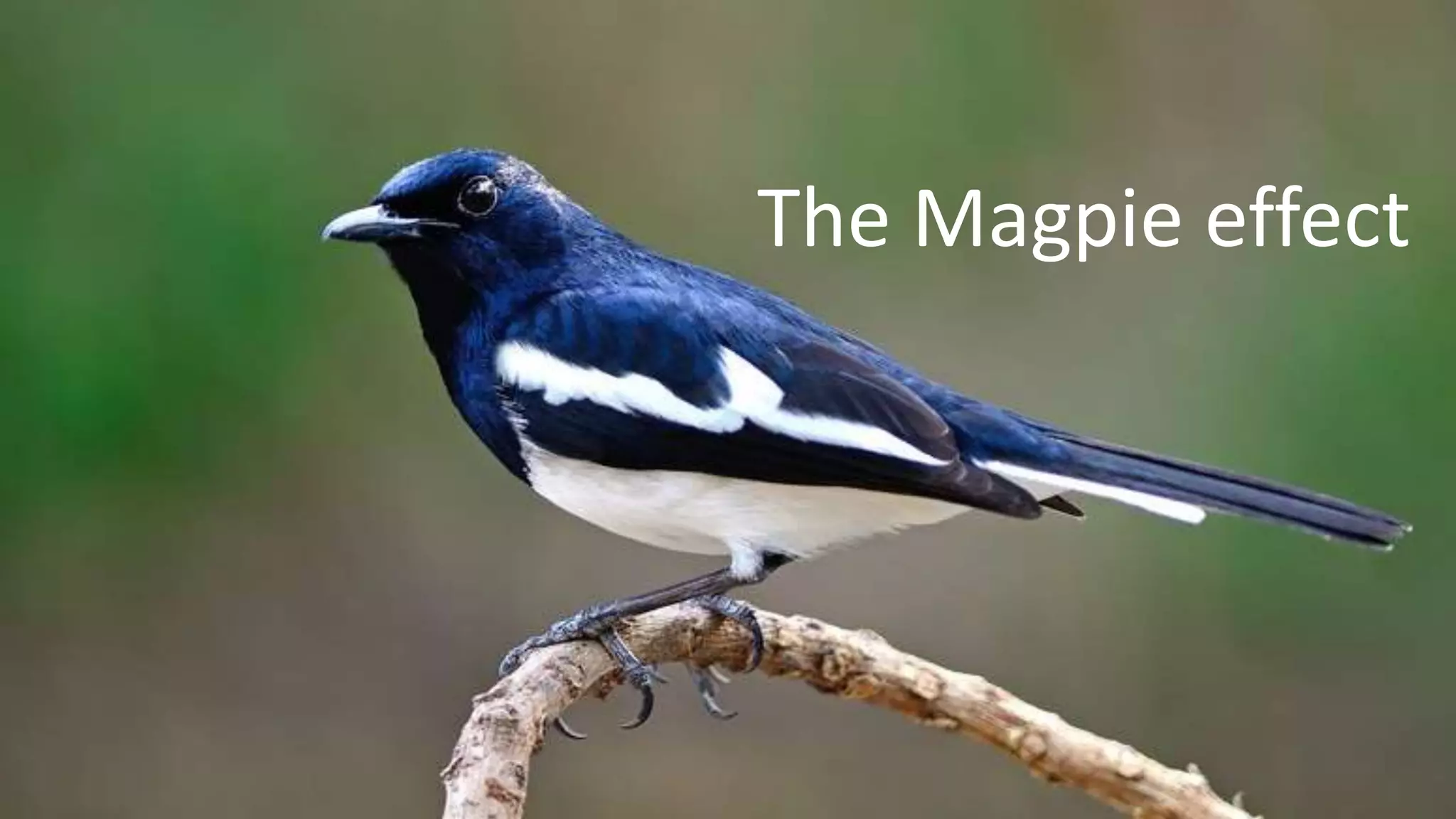 The Magpie effect
 
