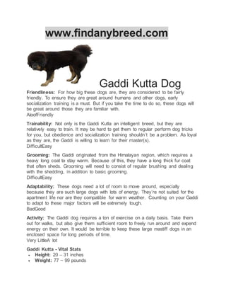 www.findanybreed.com
Gaddi Kutta Dog
Friendliness: For how big these dogs are, they are considered to be fairly
friendly. To ensure they are great around humans and other dogs, early
socialization training is a must. But if you take the time to do so, these dogs will
be great around those they are familiar with.
AloofFriendly
Trainability: Not only is the Gaddi Kutta an intelligent breed, but they are
relatively easy to train. It may be hard to get them to regular perform dog tricks
for you, but obedience and socialization training shouldn’t be a problem. As loyal
as they are, the Gaddi is willing to learn for their master(s).
DifficultEasy
Grooming: The Gaddi originated from the Himalayan region, which requires a
heavy long coat to stay warm. Because of this, they have a long thick fur coat
that often sheds. Grooming will need to consist of regular brushing and dealing
with the shedding, in addition to basic grooming.
DifficultEasy
Adaptability: These dogs need a lot of room to move around, especially
because they are such large dogs with lots of energy. They’re not suited for the
apartment life nor are they compatible for warm weather. Counting on your Gaddi
to adapt to these major factors will be extremely tough.
BadGood
Activity: The Gaddi dog requires a ton of exercise on a daily basis. Take them
out for walks, but also give them sufficient room to freely run around and expend
energy on their own. It would be terrible to keep these large mastiff dogs in an
enclosed space for long periods of time.
Very LittleA lot
Gaddi Kutta - Vital Stats
 Height: 20 – 31 inches
 Weight: 77 – 99 pounds
 