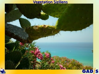 Vegetation Siziliens
 