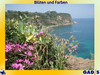 Blüten und Farben
 