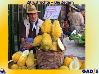 Zitrusfrüchte – Die Zedern
 