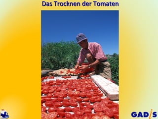 Das Trocknen der Tomaten
 