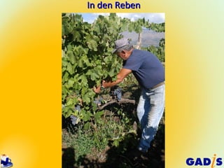 In den Reben
 