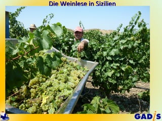 Die Weinlese in Sizilien
 