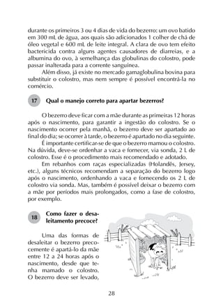 28
durante os primeiros 3 ou 4 dias de vida do bezerro: um ovo batido
em 300 mL de água, aos quais são adicionados 1 colher de chá de
óleo vegetal e 600 mL de leite integral. A clara de ovo tem efeito
bactericida contra alguns agentes causadores de diarreias, e a
albumina do ovo, à semelhança das globulinas do colostro, pode
passar inalterada para a corrente sanguínea.
Além disso, já existe no mercado gamaglobulina bovina para
substituir o colostro, mas nem sempre é possível encontrá-la no
comércio.
17	 Qual o manejo correto para apartar bezerros?
O bezerro deve ficar com a mãe durante as primeiras 12 horas
após o nascimento, para garantir a ingestão do colostro. Se o
nascimento ocorrer pela manhã, o bezerro deve ser apartado ao
final do dia; se ocorrer à tarde, o bezerro é apartado no dia seguinte.
É importante certificar-se de que o bezerro mamou o colostro.
Na dúvida, deve-se ordenhar a vaca e fornecer, via sonda, 2 L de
colostro. Esse é o procedimento mais recomendado e adotado.
Em rebanhos com raças especializadas (Holandês, Jersey,
etc.), alguns técnicos recomendam a separação do bezerro logo
após o nascimento, ordenhando a vaca e fornecendo os 2 L de
colostro via sonda. Mas, também é possível deixar o bezerro com
a mãe por períodos mais prolongados, como a fase de colostro,
por exemplo.
18	
Como fazer o desa-
leitamento precoce?
Uma das formas de
desaleitar o bezerro preco-
cemente é apartá-lo da mãe
entre 12 a 24 horas após o
nascimento, desde que te-
nha mamado o colostro.
O bezerro deve ser levado,
 