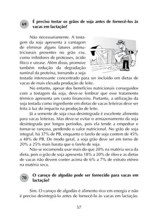 57
69	
É preciso tostar os grãos de soja antes de fornecê-los às
vacas em lactação?
Não necessariamente. A tosta­
gem da soja apresenta a vantagem
de eliminar alguns fatores antinu­
tricionais presentes no grão cru,
como inibidores de proteases, ácido
fítico e urease. Além disso, promove
também redução da degradação
ruminal da proteína, tornando a soja
tostada interessante concentrado para ser incluído em dietas de
vacas de mais elevada produção de leite.
No entanto, apesar dos benefícios nutricionais conseguidos
com a tostagem da soja, deve-se lembrar que esse tratamento
térmico apresenta um custo financeiro. Portanto, a utilização da
soja tostada como ingrediente em dietas de vacas leiteiras deve ser
feita à luz do impacto na produção de leite.
Já a semente de soja crua desintegrada é excelente alimento
para vacas leiteiras. Mas deve-se evitar o armazenamento da soja
desintegrada por longos períodos, pois ela tende a empedrar e
tornar-se rançosa, perdendo o valor nutricional. No grão de soja
integral, há 37% de PB, enquanto o farelo de soja contem de 45%
a 48% de PB. De modo geral, a soja grão deve ser em torno de
20% a 25% mais barata que o farelo de soja.
Não se recomenda usar mais do que 20% na matéria seca da
dieta, pois o grão de soja apresenta 18% a 20% de óleo e as dietas
de vacas não devem conter acima de 6% a 7% de extrato etéreo
na matéria seca.
70	
O caroço de algodão pode ser fornecido para vacas em
lactação?
Sim. O caroço de algodão é alimento rico em energia e não
é preciso desintegrá-lo antes de fornecê-lo às vacas em lactação.
 