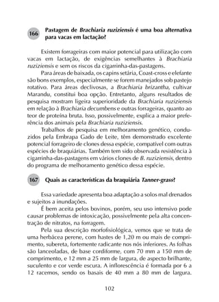 102
166	
Pastagem de Brachiaria ruziziensis é uma boa alternativa
para vacas em lactação?
Existem forrageiras com maior potencial para utilização com
vacas em lactação, de exigências semelhantes à Brachiaria
ruziziensis e sem os riscos da cigarrinha-das-pastagens.
Para áreas de baixada, os capins setária, Coast-cross e elefante
são bons exemplos, especialmente se forem manejados sob pastejo
rotativo. Para áreas declivosas, a Brachiaria brizantha, cultivar
Marandu, constitui boa opção. Entretanto, alguns resultados de
pesquisa mostram ligeira superioridade da Brachiaria ruziziensis
em relação à Brachiaria decumbens e outras forrageiras, quanto ao
teor de proteína bruta. Isso, possivelmente, explica a maior prefe­
rência dos animais pela Brachiaria ruziziensis.
Trabalhos de pesquisa em melhoramento genético, condu­
zidos pela Embrapa Gado de Leite, têm demonstrado excelente
potencial forrageiro de clones dessa espécie, compatível com outras
espécies de braquiárias. Também tem sido observada resistência à
cigarrinha-das-pastagens em vários clones de B. ruziziensis, dentro
do programa de melhoramento genético dessa espécie.
167	 Quais as características da braquiária Tanner-grass?
Essa variedade apresenta boa adaptação a solos mal drenados
e sujeitos a inundações.
É bem aceita pelos bovinos, porém, seu uso intensivo pode
causar problemas de intoxicação, possivelmente pela alta concen­
tração de nitratos, na forragem.
Pela sua descrição morfofisiológica, vemos que se trata de
uma herbácea perene, com hastes de 1,20 m ou mais de compri­
mento, subereta, fortemente radicante nos nós inferiores. As folhas
são lanceoladas, de base cordiforme, com 70 mm a 150 mm de
comprimento, e 12 mm a 25 mm de largura, de aspecto brilhante,
suculento e cor verde escura. A inflorescência é formada por 6 a
12 racemos, sendo os basais de 40 mm a 80 mm de largura.
 