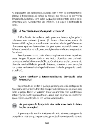 103
As espiguetas são subsésseis, ovadas com 4 mm de comprimento,
glabras e bisseriadas ao longo da ráquis. Os nós são de cor verde
amarelada, salientes, sem pelos e, quando em contato com o solo,
emitem raízes. As sementes são inférteis, e a ráquis é destituída de
pelos.
168	 A Brachiaria decumbens pode ser tóxica?
A Brachiaria decumbens pode provocar intoxicação, princi­
palmente em animais jovens. Já foram observados casos de
fotossensibilização,provavelmentecausadospelofungoPithomyces
chartarum, que se desenvolve nas pastagens, especialmente nas
folhas acumuladas no solo, em condições de umidade e temperatura
favoráveis.
Ao migrarem para a parte aérea das plantas e serem ingeridos,
esses fungos liberam toxinas no trato digestivo dos animais,
provocando distúrbios metabólicos. Os sintomas mais comuns são
diarreia, excitabilidade, prurido intenso, edemas e descamações
nas partes mais sensíveis da pele (flancos, barbela, pregas da cauda
e orelhas).
169	
Como combater a fotossensibilização provocada pelas
braquiárias?
Recomenda-se evitar o pastejo prolongado em pastagens de
Brachiaria decumbens, transferindo periodicamente os animais para
outro espaço. Deve-se também tratar os animais com antitóxicos,
antialérgicos e antissépticos locais, assim que os primeiros sintomas
aparecerem, mantendo-os em locais sombreados.
170	
As pastagens de braquiária são mais suscetíveis às infes­
tações de cupins?
A presença de cupins é observada não só em pastagem de
braquiária, mas em qualquer outra, principalmente quando se trata
 