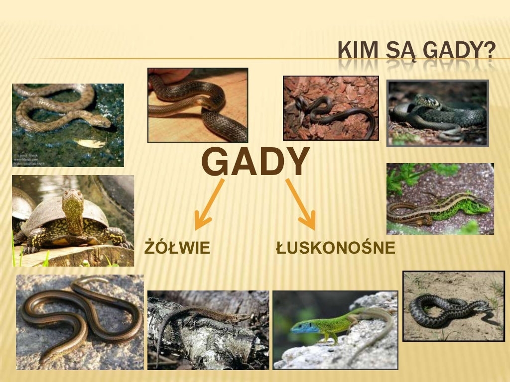Gady