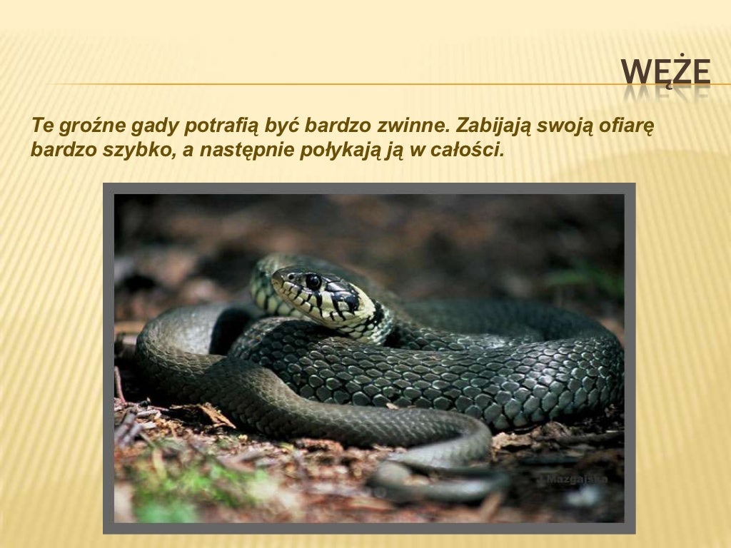 Gady