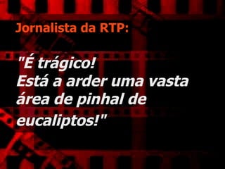 Jornalista da RTP:   "É trágico!  Está a arder uma vasta área de pinhal de eucaliptos!"   