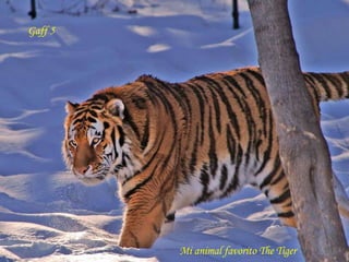 Gaff 5 Mi animal favorito The Tiger 