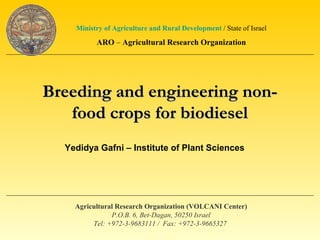 Breeding and engineering non-Breeding and engineering non-
food crops for biodieselfood crops for biodiesel
Agricultural Research Organization (VOLCANI Center)
P.O.B. 6, Bet-Dagan, 50250 Israel
Tel: +972-3-9683111 / Fax: +972-3-9665327
State of Israel/Ministry of Agriculture and Rural Development
ARO – Agricultural Research Organization
Yedidya Gafni – Institute of Plant Sciences
 
