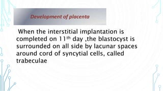 WHEN
When the interstitial implantation is
completed on 11th day ,the blastocyst is
surrounded on all side by lacunar spaces
around cord of syncytial cells, called
trabeculae
 