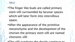 VILLI
•The finger like buds are called primary
stem villi surrounded by lacunar spaces
which will later form into intervillous
space.
•After the appearance of the primitive
mesenchyme and the development of the
chorion the primary stem villi are named
chorionic villi
 