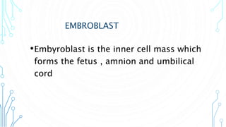 EMBROBLAST
•Embyroblast is the inner cell mass which
forms the fetus , amnion and umbilical
cord
 