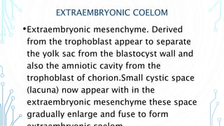 EXTRAEMBRYONIC COELOM
•Extraembryonic mesenchyme. Derived
from the trophoblast appear to separate
the yolk sac from the blastocyst wall and
also the amniotic cavity from the
trophoblast of chorion.Small cystic space
(lacuna) now appear with in the
extraembryonic mesenchyme these space
gradually enlarge and fuse to form
 