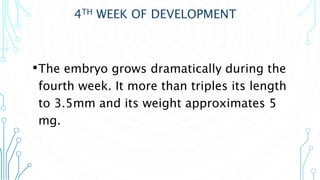4TH WEEK OF DEVELOPMENT
•The embryo grows dramatically during the
fourth week. It more than triples its length
to 3.5mm and its weight approximates 5
mg.
 