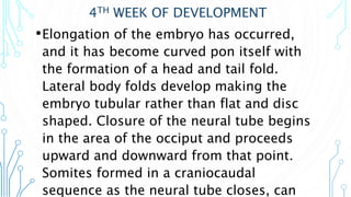4TH WEEK OF DEVELOPMENT
•Elongation of the embryo has occurred,
and it has become curved pon itself with
the formation of a head and tail fold.
Lateral body folds develop making the
embryo tubular rather than flat and disc
shaped. Closure of the neural tube begins
in the area of the occiput and proceeds
upward and downward from that point.
Somites formed in a craniocaudal
sequence as the neural tube closes, can
 