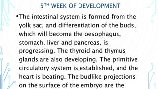 5TH WEEK OF DEVELOPMENT
•The intestinal system is formed from the
yolk sac, and differentiation of the buds,
which will become the oesophagus,
stomach, liver and pancreas, is
progressing. The thyroid and thymus
glands are also developing. The primitive
circulatory system is established, and the
heart is beating. The budlike projections
on the surface of the embryo are the
 