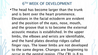 6TH WEEK OF DEVELOPMENT
•The head has become larger than the trunk
and is bent over the heart prominence.
Elevations in the facial ectoderm are evident
and the position of the eyes, nose, mouth,
and the groove that is to become the external
acoustic meatus is established. In the upper
limbs, the elbows and wrists are identifiable,
and the hand plates develop ridges called
finger rays. The lower limbs are not developed
to the same degree. Changes are beginning to
 