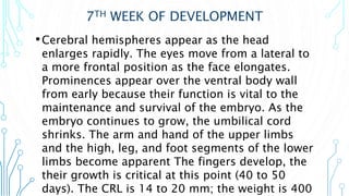 7TH WEEK OF DEVELOPMENT
•Cerebral hemispheres appear as the head
enlarges rapidly. The eyes move from a lateral to
a more frontal position as the face elongates.
Prominences appear over the ventral body wall
from early because their function is vital to the
maintenance and survival of the embryo. As the
embryo continues to grow, the umbilical cord
shrinks. The arm and hand of the upper limbs
and the high, leg, and foot segments of the lower
limbs become apparent The fingers develop, the
their growth is critical at this point (40 to 50
days). The CRL is 14 to 20 mm; the weight is 400
 