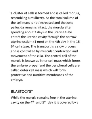 a cluster of cells is formed and is called morula,
resembling a mulberry. As the total volume of
the cell mass is not increased and the zona
pellucida remains intact, the morula after
spending about 3 days in the uterine tube
enters the uterine cavity through the narrow
uterine ostium (1 mm) on the 4th day in the 16-
64 cell stage. The transport is a slow process
and is controlled by muscular contraction and
movement of the cilia. The central cell of the
morula is known as inner cell mass which forms
the embryo proper and the peripheral cells are
called outer cell mass which will form
protective and nutritive membranes of the
embryo.
BLASTOCYST
While the morula remains free in the uterine
cavity on the 4th
and 5th
day it is covered by a
 