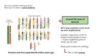 Synteny Genetics Understanding Synteny: Gene Order, Evolution, and Genomic Conservation ...