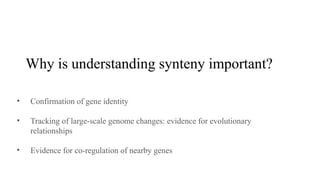 Understanding Synteny: Gene Order, Evolution, and Genomic Conservation ...