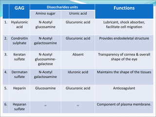 GAG Disaccharides units Functions
Amino sugar Uronic acid
1. Hyaluronic
acid
N-Acetyl
glucosamine
Glucuronic acid Lubricant, shock absorber,
facilitate cell migration
2. Condroitin
sulphate
N-Acetyl
galactosamine
Glucuronic acid Provides endoskeletal structure
3. Keratan
sulfate
N-Acetyl
glucosamine-
galactose
Absent Transparency of cornea & overall
shape of the eye
4. Dermatan
sulfate
N-Acetyl
galactosamine
Iduronic acid Maintains the shape of the tissues
5. Heparin Glucosamine Glucuronic acid Anticoagulant
6. Heparan
sulfate
,, ,, Component of plasma membrane.
 