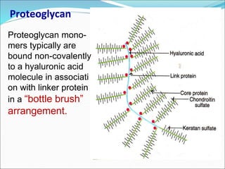 Proteoglycan
Proteoglycan mono-
mers typically are
bound non-covalently
to a hyaluronic acid
molecule in associati
on with linker protein
in a “bottle brush”
arrangement.
 