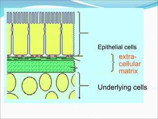 Epithelial cells
extra-
cellular
matrix
Underlying cells cells
 