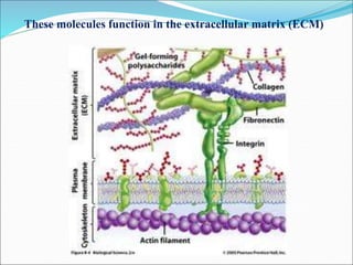 These molecules function in the extracellular matrix (ECM)
 