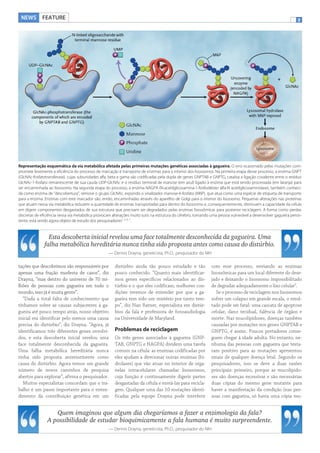NEWS FEATURE

2

Representação esquemática da via metabólica afetada pelas primeiras mutações genéticas associadas à gagueira. O erro ocasionado pelas mutações compromete levemente a eficiência do processo de marcação e transporte de enzimas para o interior dos lisossomos. Na primeira etapa desse processo, a enzima GNPT
(GlcNAc-fosfatotransferase), cujas subunidades alfa, beta e gama são codificadas pela dupla de genes GNPTAB e GNPTG, catalisa a ligação covalente entre o resíduo
GlcNAc-1-fosfato remanescente de sua cauda UDP-GlcNAc e o resíduo terminal de manose (em azul) ligado à enzima que está sendo processada (em laranja) para
ser encaminhada ao lisossomo. Na segunda etapa do processo, a enzima NAGPA (N-acetilglicosamina-1-fosfodiéster alfa-N acetilglicosaminidase), também conhecida como enzima de “descobertura”, remove o grupo GlcNAc, expondo o sinalizador manose-6-fosfato (M6P), que atua como uma espécie de etiqueta de transporte
para a enzima. Enzimas com este marcador são, então, encaminhadas através do aparelho de Golgi para o interior do lisossomo. Pequenas alterações nas proteínas
que atuam nessa via metabólica reduzem a quantidade de enzimas transportadas para dentro do lisossomo e, consequentemente, diminuem a capacidade da célula
em digerir componentes desgastados de sua estrutura que precisam ser degradados pelas enzimas lisossômicas para posterior reciclagem. A forma como perdas
discretas de eficiência nessa via metabólica provocam alterações muito sutis na estrutura do cérebro, tornando uma pessoa vulnerável a desenvolver gagueira persistente, está sendo agora objeto de estudo dos pesquisadores1, 5, 6, 7.

Esta descoberta inicial revelou uma face totalmente desconhecida da gagueira. Uma
falha metabólica hereditária nunca tinha sido proposta antes como causa do distúrbio.
— Dennis Drayna, geneticista, Ph.D., pesquisador do NIH

tações que descobrimos são responsáveis por
apenas uma fração modesta de casos”, diz
Drayna, “mas dentro do universo de 70 milhões de pessoas com gagueira em todo o
mundo, isso já é muita gente”.
“Dada a total falta de conhecimento que
tínhamos sobre as causas subjacentes à gagueira até pouco tempo atrás, nosso objetivo
inicial era identificar pelo menos uma causa
precisa do distúrbio”, diz Drayna. “Agora, já
identificamos três diferentes genes envolvidos, e esta descoberta inicial revelou uma
face totalmente desconhecida da gagueira.
Uma falha metabólica hereditária nunca
tinha sido proposta anteriormente como
causa do distúrbio. Agora temos um grande
número de novos caminhos de pesquisa
abertos para explorar”, afirma o pesquisador.
Muitos especialistas concordam que o trabalho é um passo importante para o entendimento da contribuição genética em um

distúrbio ainda tão pouco estudado e tão
pouco conhecido. “Quanto mais identificarmos genes específicos relacionados ao distúrbio e o que eles codificam, melhores condições teremos de entender por que a gagueira tem sido um mistério por tanto tempo”, diz Nan Ratner, especialista em distúrbios da fala e professora de fonoaudiologia
na Universidade de Maryland.

Problemas de reciclagem
Os três genes associados à gagueira (GNPTAB, GNPTG e NAGPA) dividem uma tarefa
comum na célula: as enzimas codificadas por
eles ajudam a direcionar outras enzimas (hidrolases) que vão atuar no interior de organelas intracelulares chamadas lisossomos,
cuja função é continuamente digerir partes
desgastadas da célula e enviá-las para reciclagem. Qualquer uma das 10 mutações identificadas pela equipe Drayna pode interferir

com esse processo, enviando as enzimas
lisossômicas para um local diferente do desejado e deixando o lisossomo impossibilitado
de degradar adequadamente o lixo celular5.
Se o processo de reciclagem nos lisossomos
sofrer um colapso em grande escala, o resultado pode ser fatal: uma cascata de apoptose
celular, dano tecidual, falência de órgãos e
morte. Nas mucolipidoses, doenças também
causadas por mutações nos genes GNPTAB e
GNPTG, é assim. Poucos portadores conseguem chegar à idade adulta. No entanto, nenhuma das pessoas com gagueira que testaram positivo para as mutações apresentou
sinais de qualquer doença letal. Segundo os
pesquisadores, isso se deve a duas razões
principais: primeiro, porque as mucolipidoses são doenças recessivas e são necessárias
duas cópias do mesmo gene mutante para
haver a manifestação da condição (nas pessoas com gagueira, só havia uma cópia mu-

Quem imaginou que algum dia chegaríamos a fazer a enzimologia da fala?
A possibilidade de estudar bioquimicamente a fala humana é muito surpreendente.
— Dennis Drayna, geneticista, Ph.D., pesquisador do NIH

 