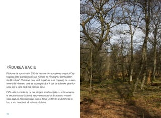 PĂDUREA BACIU
Pădurea de aproximativ 250 de hectare din apropierea oraşului Cluj-
Napoca este cunoscută şi sub numele de "Triunghiul Bermudelor
din România". Vizitatorii care intră în pădure sunt copleşiţi de un sen-
timent de înﬁorare, care se zvoneşte că ar ﬁ dat de suﬂetele ţăranilor
ucişi aici şi care încă mai bântuie locul.
OZN-urile, luminile de pe cer, strigoii, interferenţele cu echipamente-
le electronice sunt câteva fenomene ce au loc în această misteri-
oasă pădure. Nicolas Cage, care a ﬁlmat un ﬁlm în anul 2012 la Si-
biu, a vrut neapărat să viziteze pădurea.
45
 