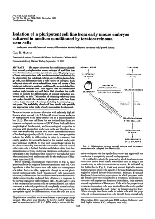 Proc. Natl Acad. Sci. USA
Vol. 78, No. 12, pp. 7634-7638, December 1981
Developmental Biology



Isolation of a pluripotent cell line from early mouse embryos
cultured in medium conditioned by teratocarcinoma
stem cells
     (embryonic stem cells/inner cell masses/differentiation in vsitro/embryonal carcinoma cells/growth factors)
GAIL R. MARTIN
Department of Anatomy, University of California, San Francisco, California 94143
Communicated byJ. Michael Bishop, September 14, 1981

ABSTRACT This report describes the establishment directly                             NORMAL MOUSE                                    TERATOMA
from normal preimplantation mouse embryos of a cell line that
forms teratocarcinomas when injected into mice. The pluripotency                       development                                    differentiation
of these embryonic stem cells was demonstrated conclusively by                           in utero                                        in situ
the observation that subclonal cultures, derived from isolated sin-
gle cells, can differentiate into a wide variety of cell types. Such
embryonic stem cells were isolated from inner cell masses of late
blastocysts cultured in medium conditioned by an established ter-                                           transfer to
                                                                                                        extra-uterine site
atocarcinoma stem cell line. This suggests that such conditioned                                                                   TERATOCARCINOMA
medium might contain a growth factor that stimulates the prolif-                        BLASTOCYST     injection into blastocyst
eration or inhibits the differentiation of normal pluripotent em-                                                                           l1
bryonic cells, or both. This method of obtaining embryonic stem
cells makes feasible the isolation of pluripotent cells lines from
various types of noninbred embryo, including those carrying mu-                                                              subcutaneous        culture
tant genes. The availability of such cell lines should make possible                                                           injection         in vitro
new approaches to the study of early mammalian development.
Teratocarcinomas are tumors that arise with relatively high ef-
ficiency when normal 1- to 7.5-day-old inbred mouse embryos
are transplanted to an extra-uterine site in a histocompatible                                                                     TERATOCARCINOMA
host (1, 2). The stem cell lines that are isolated from them are                                                                    STEM CELL LINE
known as embryonal carcinoma cell (ECC) lines. Such cells have
morphological, biochemical, and immunological properties in
common with pluripotent embryonic cells and therefore have                                                                           differentiation
been used extensively as an in vitro model system for the study                                                                         in vitro
of the developing embryo (3-5). In some cases these properties
include the ability to differentiate in vitro in a manner that
closely parallels the normal behavior of the isolated embryonic                                                                     DIFFERENTIATED
                                                                                                                                    CELL CULTURES
inner cell mass (ICM) (6, 7). The most compelling evidence for
the close relationship between the tumor stem cells and normal                          FIG. 1. Relationship between normal embryos and teratocarci-
embryonic cells is the fact that stem cells taken either from ter-                    noma stem cells. Adapted from Martin (10).
atocarcinomas or from embryonal carcinoma cell cultures can
participate in the development of completely normal adult mice                        extra-embryonic site the signals they receive are apparently not
when combined with embryonic cells by the technique of blas-                          conducive to completely normal embryogenesis.
tocyst injection (8, 9).                                                                 It is difficult to study the process by which teratocarcinoma
    These findings, schematically represented in Fig. 1, raise                        stem cells derive from normal embryonic cells as long as the
questions about the origin of the teratocarcinoma stem cell. One                      transforming or selective events occur in vivo. As indicated by
hypothesis is that the tumor stem cells arise as a consequence                        the dotted line in Fig. 1, it has long seemed logical to assume
of a stable, but reversible, epigenetic change in normal pluri-                       that pluripotent stem cells capable of forming teratocarcinomas
potent embryonic cells. Such "transformed" cells presumably                           might be isolated directly from embryos. Recently, Evans and
continue proliferation in the undifferentiated state because neo-                     Kaufman (12) carried out experiments in which pregnant strain
plastic conversion has reduced their efficiency of response to                        129 female mice were subjected to a treatment, involving ova-
the normal signals for differentiation (11). An alternative idea                      riectomy and appropriate hormonal stimulation, that prevents
is that embryonal carcinoma cells are not transformed but rather                      normal implantation of blastocysts. Cells with the properties of
represent a selected population of completely normal embry-                           teratocarcinoma stem cells were isolated from the embryos that
onic cells that are programmed to divide until they receive the                       had been maintained in such "delay" in the reproductive tract.
appropriate signals for differentiation; when the cells are in an                     Other attempts have been made to isolate cells with the prop-
                                                                                      erties of teratocarcinoma stem cells directly from normal early
The publication costs of this article were defrayed in part by page charge
payment. This article must therefore be hereby marked "advertise-                     Abbreviations: ICM, inner cell mass; DME medium, Dulbecco's mod-
ment" in accordance with 18 U. S. C. §1734 solely to indicate this fact.              ified Eagle's medium; ESC, embryonic stem cell(s).
                                                                               7634
 