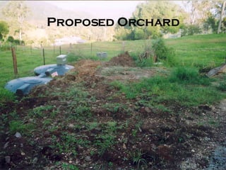 Proposed Orchard 