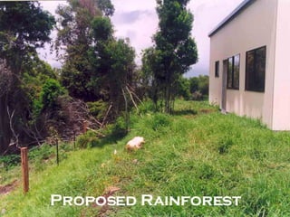 Proposed Rainforest 