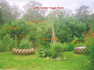 A Part of the Veggie Patch Carrots in Tyre Zucchini  Beans Rocket Evening Primrose Lettuce scattered 