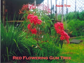 Red Flowering Gum Tree Suzie Tree 
