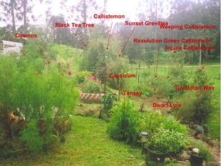 Cosmos Tansey Capsicum Black Tea Tree Callistemon Sunset Grevillea Revolution Green Callistemon Injune Callistemon Weeping Callistemon Geraldton Wax Dwarf Lyre 