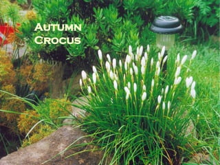 Autumn Crocus 