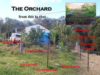 The Orchard  from this to that Lemon Tree Lime Tree Pineapple Guava Elderberry Bananas Tangelo Tree Arrowroot Strawberries 