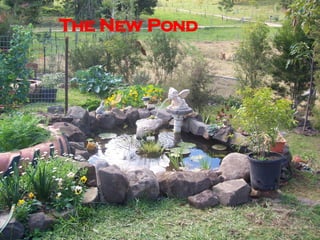 The New Pond 