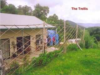 The Trellis 