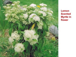Lemon Scented Myrtle in flower 