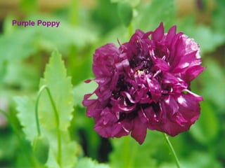 Purple Poppy 