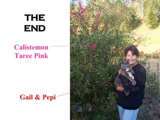 THE END Calistemon Taree Pink Gail & Pepi 